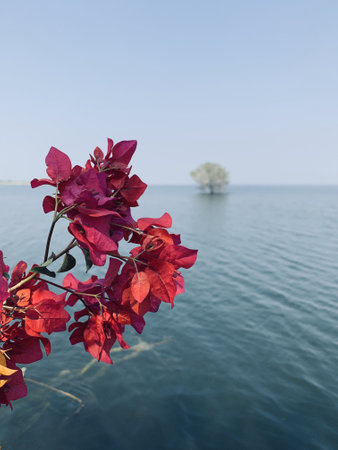 The red leaves with a lonely tree in the middle of the ocean in backgroundの写真素材