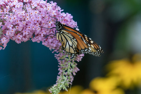 A closeup shot of a yellow butterfly sitting on a blooming flowerの写真素材