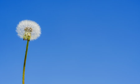 A lone ripe white field dandelion stands against the background of the blue spring skyの写真素材