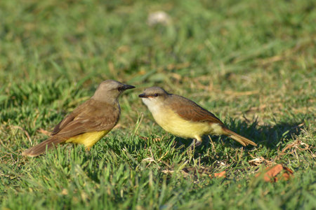 cattle tyrant (Machetornis rixosa) parent feeding a young one, seen in Buenos Aires cityの写真素材