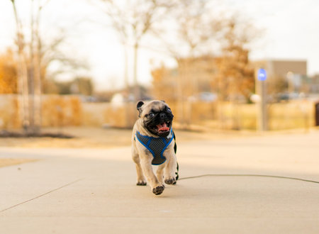 A closeup shot of a cute bulldog walking in a streetの写真素材