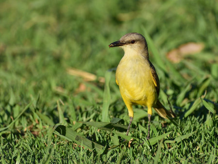cattle tyrant (Machetornis rixosa) a tyrant-flycatcher, seen in Buenos Aires cityの写真素材