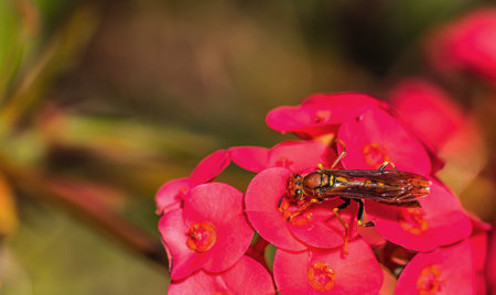 A top view of a wasp sitting on pink flowers