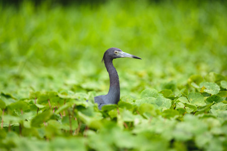 A selective focus shot of blue heron in a rainforest