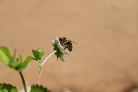 Nahaufnahme von einer Biene die an einem sonnigen Tag eine Wald Erdbeere bestaeubt.の写真素材