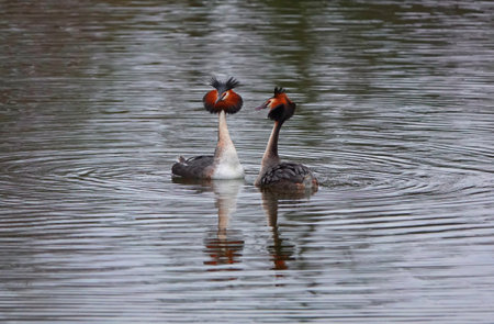 A couple of great grebes swim on the lake's surface in love courtships in a very contrasting...