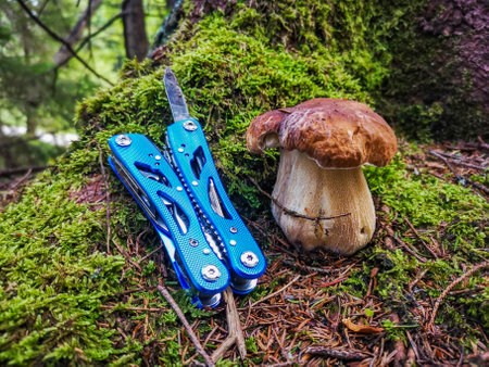 A shot of a mushroom and a small knife in forestの写真素材