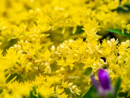A closeup of vibrant yellow Canada goldenrod (Solidago canadensis) flowersの写真素材