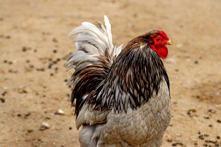 A selective focus shot of a rooster on the farmの写真素材