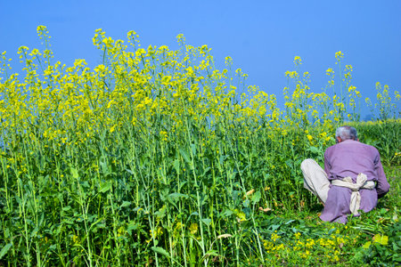 A  man manual cutting crops in the field in the countryside near Lahore, Pakistanの写真素材