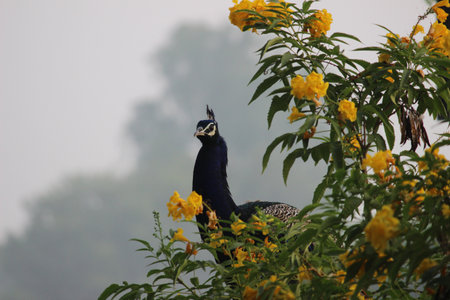 A closeup shot of a peacock bird behind blooming yellow flowers in the greeneryの写真素材