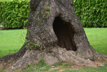 A closeup shot of a tree hollow in a garden in Qutub Minar in Delhiの写真素材