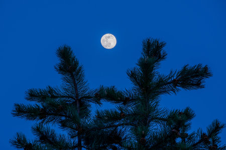A beautiful shot of a full moon with a tree in the foregroundの写真素材