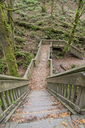 A beautiful shot of a walkway in the  forest