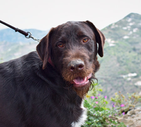 A closeup of a dark dog on a leash with an open mouth outdoors