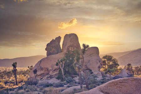 Rock formation and Yucca trees at Joshua Tree National Park in California, USA during sunset. Travel and Tourism.の写真素材