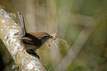 A closeup shot of a Eurasian wren sitting on a treeの写真素材