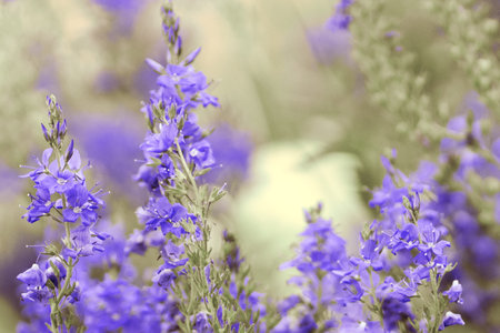 Lavender fields on Hvar, Croatia; purple colour, butterflies, ruralの写真素材