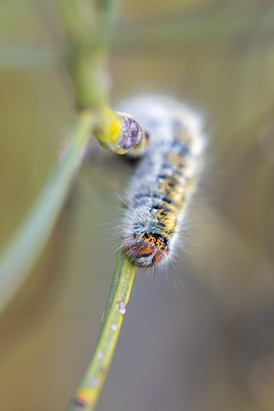 A macro shot of a caterpillar in its natural environment