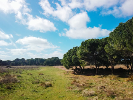 A landscape of trees on a greenfield under a cloudy skyの写真素材