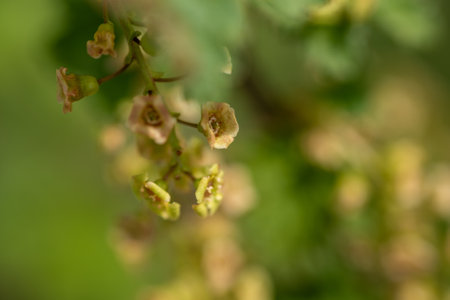 A macro shot of a beautiful flower