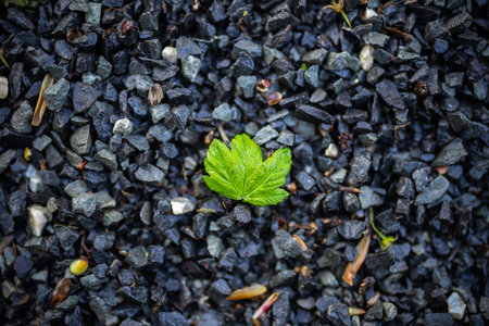 A top view of bright green leaf on crushed stonesの写真素材