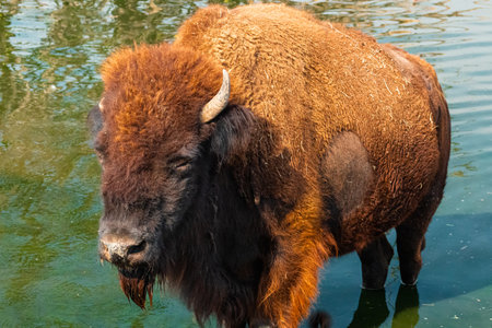 A closeup shot of a mountain bison standing in the lake under the sunlightの写真素材