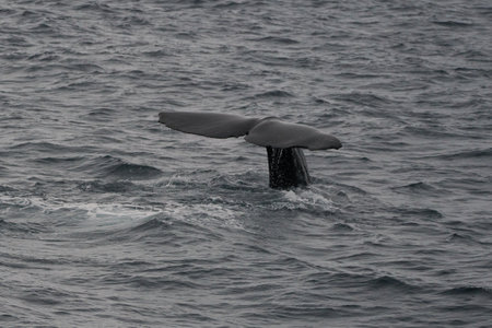 A grayscale shot of a whale tail above the water in the seaの写真素材