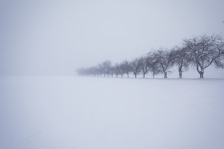 A beautiful shot of a snowy winter field surrounded by treesの写真素材