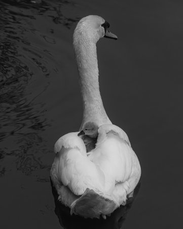 A vertical shot of a baby gray swan swimming on the mothers backの写真素材