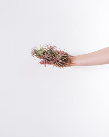 A vertical shot of succulent plants on a hand of a person with white backgroundの写真素材