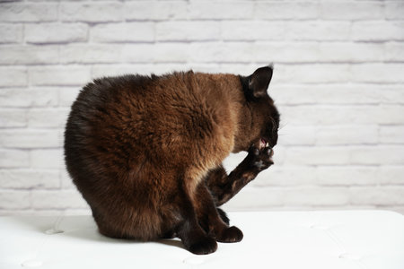 A brown fluffy cat sitting on the sofa and licking herselfの写真素材