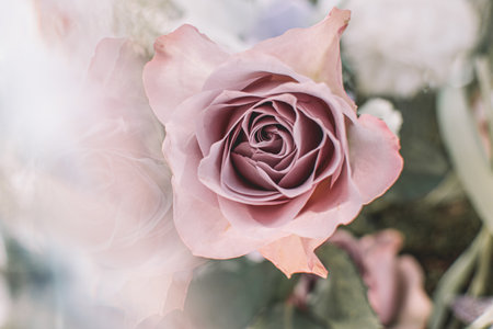 A closeup shot of a beautiful dried rose with pale pink petalsの写真素材