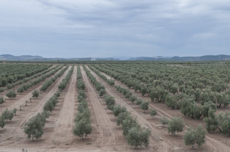 A landscape of small olive trees aligned on the field under a cloudy skyの写真素材