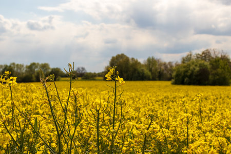 A landscape of a rapeseed field under the sunlight and a cloudy sky