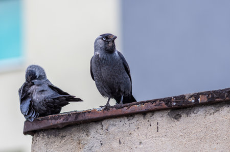 A couple of cute European jackdaws sitting on the rusty roofの写真素材