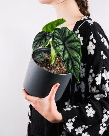 A vertical shot of a female holding a potted plantの写真素材