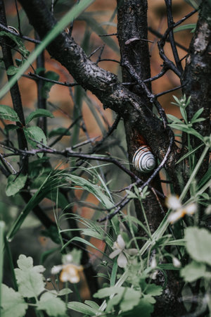 A vertical shot of Cepaea vindobonensis on a small tree trunk - great for wallpaperの写真素材