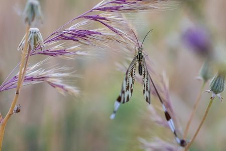 A selective focus shot of nemoptera bipennis in its natural environmentの写真素材