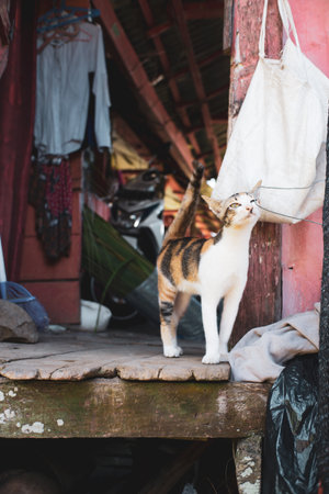 A vertical shot of a cute cat standing on an entrance of a traditional Indonesian houseの写真素材