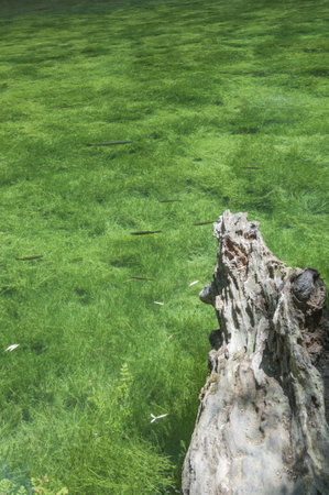 The fish swimming in the pond, Natural Park Monasterio de Piedra, Zaragoza, Spainの写真素材