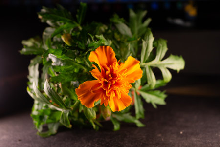 A closeup shot of orange Marigold on a blurred backgroundの写真素材