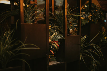A closeup of indoor ornamental plants on a wooden cabinetの写真素材