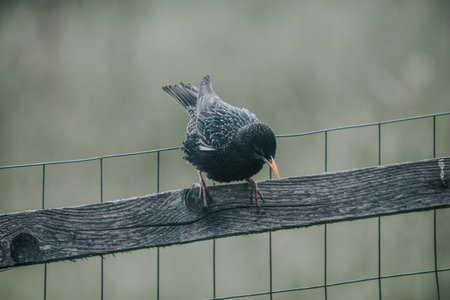 A closeup shot of a common blackbird perched on a wooden fenceの写真素材
