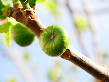 A selective focus shot of ripening green figsの写真素材