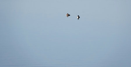 A calm body of water with two great crested grebes relaxing on itの写真素材