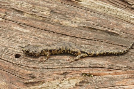 A close-up shot of a nice adult-colored Clouded salamander, found inside a large fallen redwood pine tree in North California.の写真素材