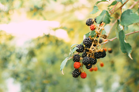 A closeup shot of growing black and red berries in a forest