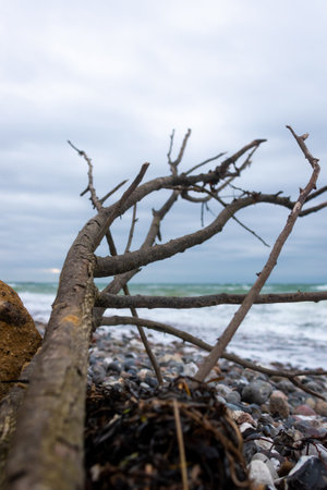 A tree fallen on the rocky beachの写真素材