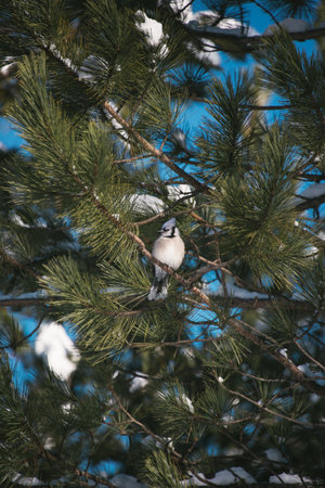 A cute little blue jay bird perched on a snowy pine tree branchの写真素材